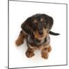 Dachshund x Yorkshire terrier puppy, aged 10 weeks-Mark Taylor-Mounted Photographic Print