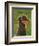 Dachshund-John Golden-Framed Art Print