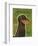 Dachshund-John Golden-Framed Art Print