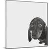 Dachshund-Emily Burrowes-Mounted Giclee Print