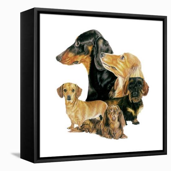 Dachshund-Barbara Keith-Framed Premier Image Canvas