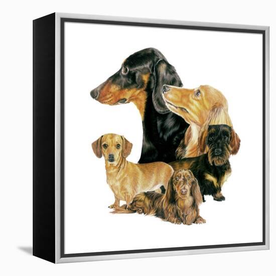 Dachshund-Barbara Keith-Framed Premier Image Canvas