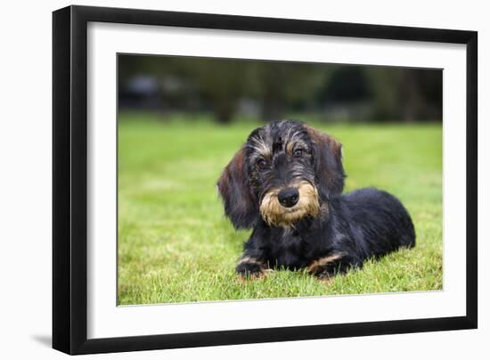 Dachshund-null-Framed Photographic Print