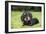 Dachshund-null-Framed Photographic Print