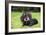 Dachshund-null-Framed Photographic Print