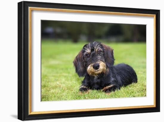 Dachshund-null-Framed Photographic Print