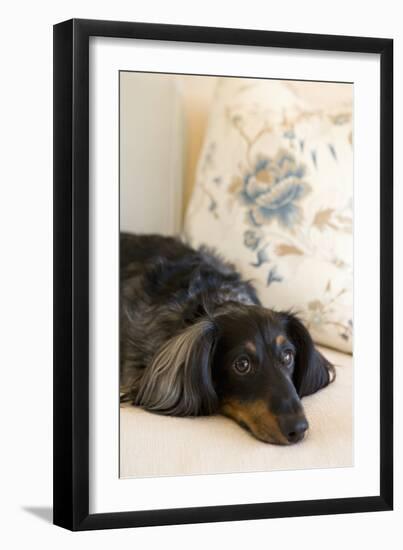 Dachshund-Karyn Millet-Framed Photographic Print