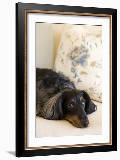 Dachshund-Karyn Millet-Framed Photographic Print