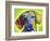 Dachshund-Dean Russo-Framed Giclee Print