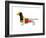 Dachshund-NaxArt-Framed Art Print