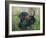 Dachshund-Tiffany Hakimipour-Framed Art Print