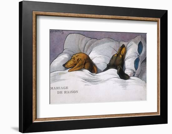 Dachshunds in Bed a Marriage of Convenience-null-Framed Photographic Print