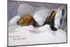 Dachshunds in Bed a Marriage of Convenience-null-Mounted Photographic Print