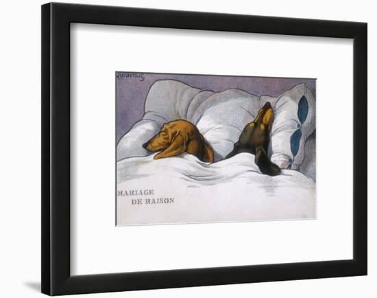 Dachshunds in Bed a Marriage of Convenience-null-Framed Photographic Print