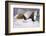 Dachshunds in Bed a Marriage of Convenience-null-Framed Photographic Print