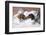 Dachshunds in Bed a Marriage of Love-null-Framed Photographic Print