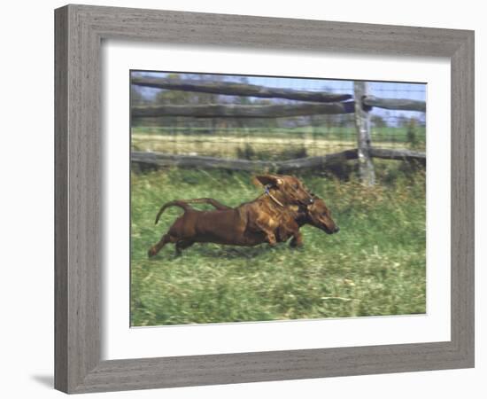 Dachshunds Running Low to the Ground During Gazehound Race-John Dominis-Framed Photographic Print