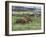 Dachshunds Running Low to the Ground During Gazehound Race-John Dominis-Framed Photographic Print