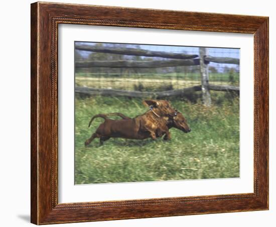 Dachshunds Running Low to the Ground During Gazehound Race-John Dominis-Framed Photographic Print