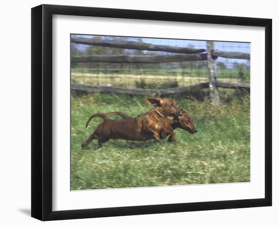 Dachshunds Running Low to the Ground During Gazehound Race-John Dominis-Framed Photographic Print