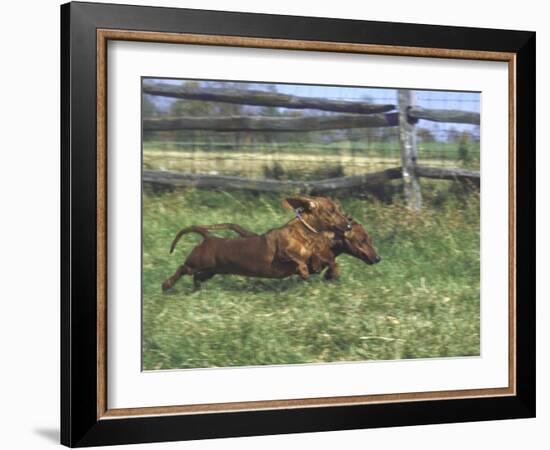 Dachshunds Running Low to the Ground During Gazehound Race-John Dominis-Framed Photographic Print