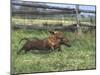 Dachshunds Running Low to the Ground During Gazehound Race-John Dominis-Mounted Photographic Print