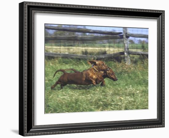 Dachshunds Running Low to the Ground During Gazehound Race-John Dominis-Framed Photographic Print