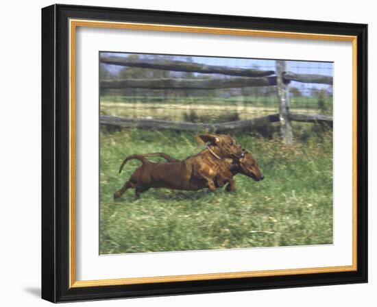 Dachshunds Running Low to the Ground During Gazehound Race-John Dominis-Framed Photographic Print