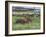 Dachshunds Running Low to the Ground During Gazehound Race-John Dominis-Framed Photographic Print