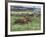 Dachshunds Running Low to the Ground During Gazehound Race-John Dominis-Framed Photographic Print