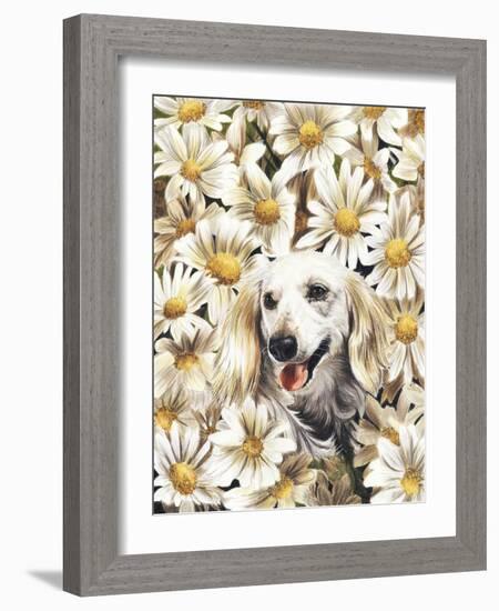 Dachsund in Daisies-Barbara Keith-Framed Giclee Print