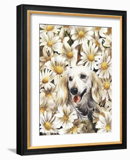 Dachsund in Daisies-Barbara Keith-Framed Giclee Print