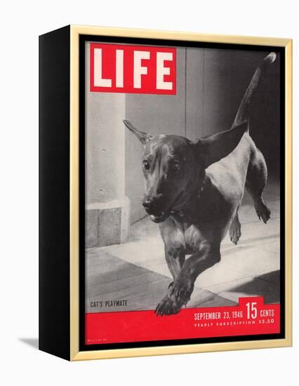 Dachsund Rudy Trotting Across Doorway in his Mexico City Home, September 23, 1946-Frank Scherschel-Framed Premier Image Canvas