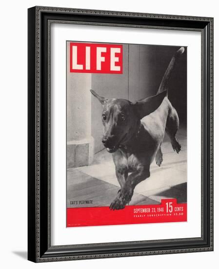 Dachsund Rudy Trotting Across Doorway in his Mexico City Home, September 23, 1946-Frank Scherschel-Framed Photographic Print