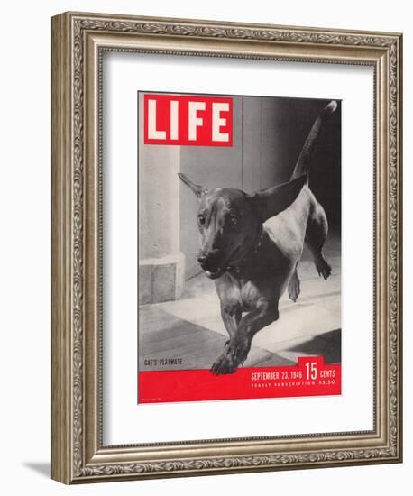 Dachsund Rudy Trotting Across Doorway in his Mexico City Home, September 23, 1946-Frank Scherschel-Framed Photographic Print