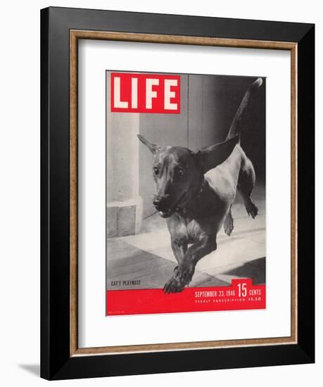 Dachsund Rudy Trotting Across Doorway in his Mexico City Home, September 23, 1946-Frank Scherschel-Framed Photographic Print