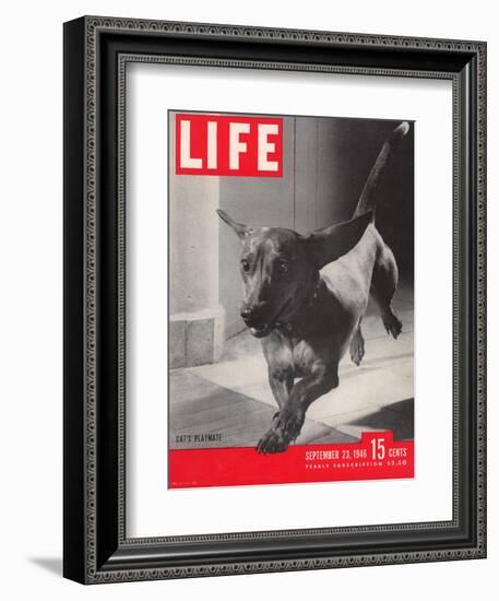 Dachsund Rudy Trotting Across Doorway in his Mexico City Home, September 23, 1946-Frank Scherschel-Framed Photographic Print