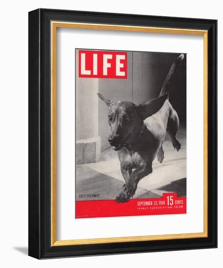 Dachsund Rudy Trotting Across Doorway in his Mexico City Home, September 23, 1946-Frank Scherschel-Framed Photographic Print