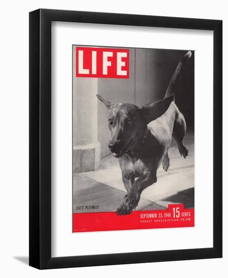 Dachsund Rudy Trotting Across Doorway in his Mexico City Home, September 23, 1946-Frank Scherschel-Framed Photographic Print