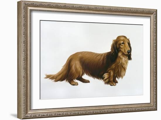 Dachsund-Harro Maass-Framed Giclee Print