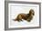 Dachsund-Harro Maass-Framed Giclee Print