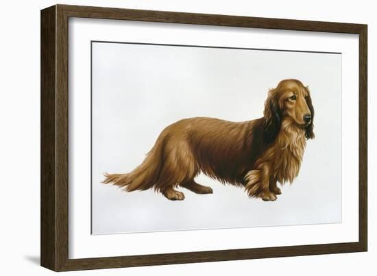 Dachsund-Harro Maass-Framed Giclee Print