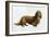 Dachsund-Harro Maass-Framed Giclee Print