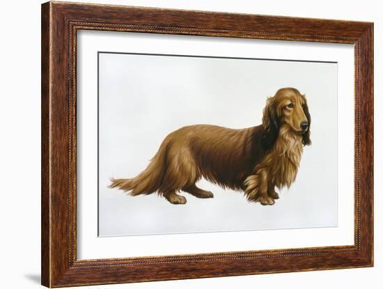 Dachsund-Harro Maass-Framed Giclee Print