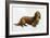 Dachsund-Harro Maass-Framed Giclee Print