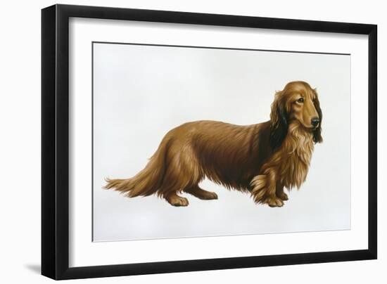 Dachsund-Harro Maass-Framed Giclee Print