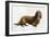 Dachsund-Harro Maass-Framed Giclee Print