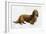 Dachsund-Harro Maass-Framed Giclee Print