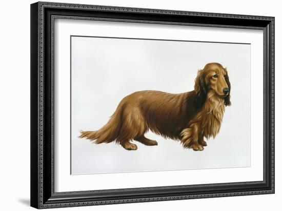 Dachsund-Harro Maass-Framed Giclee Print