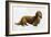 Dachsund-Harro Maass-Framed Giclee Print